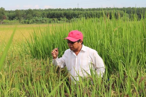 Lai tạo ra 'hậu duệ' giống lúa Huyết Rồng vùng ĐBSCL