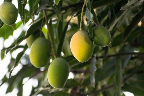 Người đàn ông cho ra đời cây xoài 300 giống khác nhau nổi tiếng khắp Ấn Độ