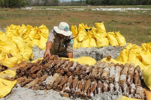Quảng Trị: Hủy nổ an toàn gần 500 quả đạn và vật nổ
