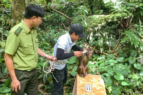 Bình Định: Thả 3 cá thể động vật rừng quý hiếm về tự nhiên