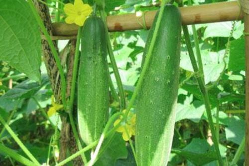 Cách chọn dưa chuột ngon sạch, không đắng rất đơn giản