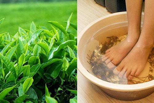 Vo nát lá chè xanh, đun sôi 'thổi bay' mùi hôi chân khó chịu