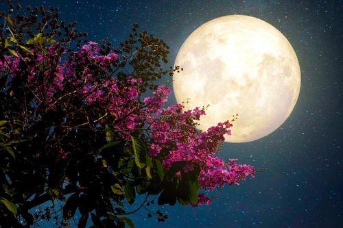 Mưa sao băng, siêu Trăng Hồng và loạt hiện tượng thiên văn kỳ thú sẽ xuất hiện tại Việt Nam tháng 4