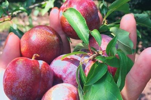Tuyệt chiêu chọn mận đầu mùa cực ngon, không bị đắng chát