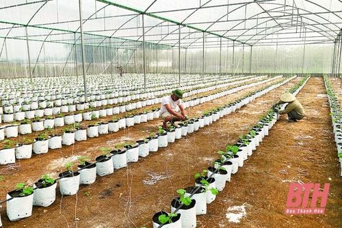 Huyện Ngọc Lặc phát triển các loại cây ăn quả