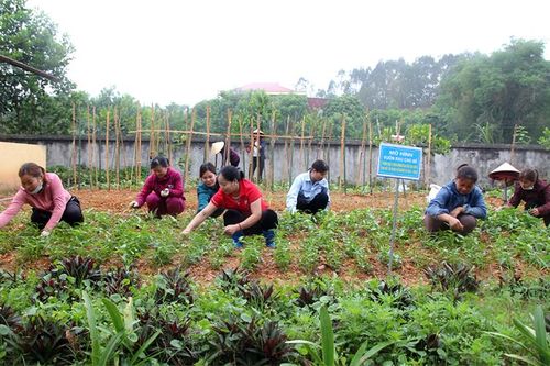 Làm giàu dinh dưỡng cho trẻ từ mô hình 'Vườn rau cho bé'
