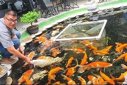 Chơi Cá Koi thu hút mọi lứa tuổi