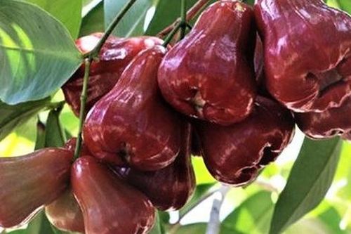 Vị thuốc quý từ hoa quả (4): 'Bí mật' về loại quả mọng nước, vị ngọt thanh mát có thể bạn chưa biết