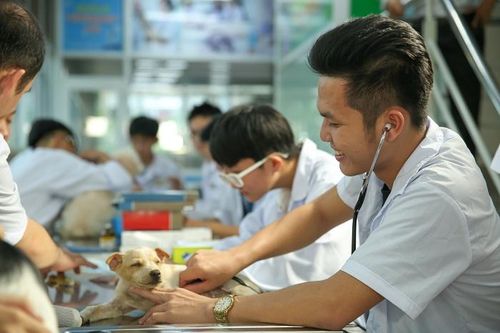 Sớm tìm mô hình thú y thích hợp