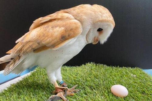 Cú đực đẻ trứng khiến nhân viên hết hồn