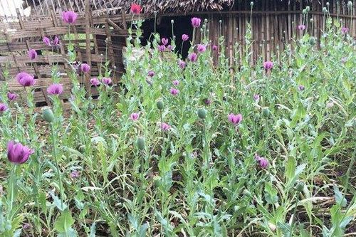 Phú Thọ: Phát hiện người dân trồng gần 1.000 cây thuốc phiện