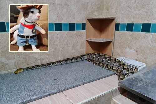 Đi tìm mèo cưng, bé gái chạm trán quái thú khổng lồ ngay trong bếp