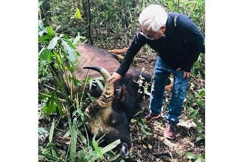 Cá thể bò tót nặng 700 kg chết trong khu bảo tồn ở Đồng Nai