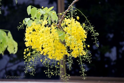 Ý nghĩa của loài hoa Dook Khoun trong đời sống của người dân Lào