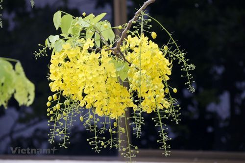 Dook Khounn, loài hoa báo Tết vào mỗi dịp Boun Pi May của người Lào