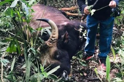 Bò tót 700kg chết trong khu bảo tồn ở Đồng Nai