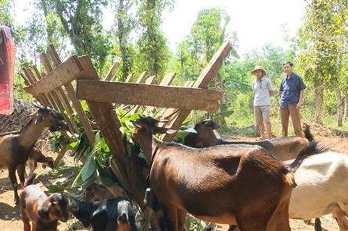 Thành lập Tổ hợp tác chăn nuôi dê Cam Chính