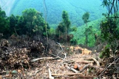 Nghệ An: Vụ chặt phá rừng ở Nghĩa Đàn có thể bị phạt tới 37,5 triệu đồng