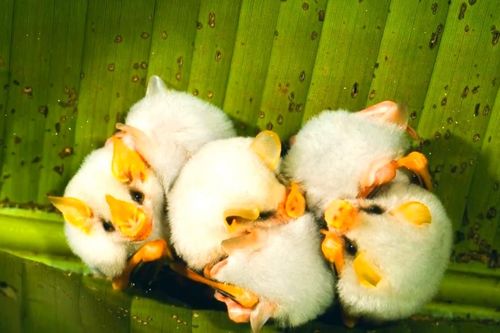 Cận cảnh loài dơi trắng quý hiếm đáng yêu như thú cưng