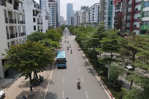 Thay thế cây phong lá đỏ: Lựa chọn cần thiết để duy trì cảnh quan đô thị
