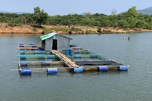 Hiệu quả mô hình thử nghiệm nuôi cá lồng trên sông Pô Kô