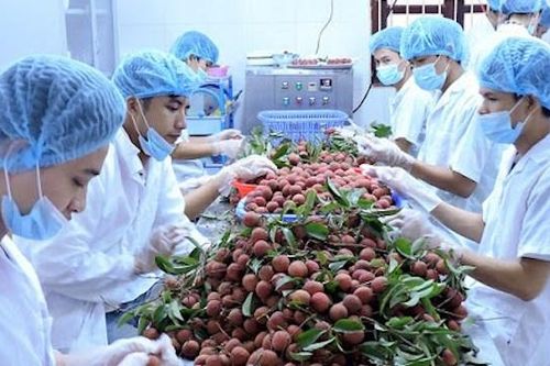 Bến Tre ứng phó với xâm nhập mặn