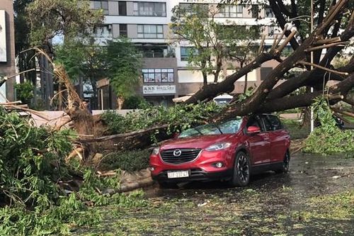 TP HCM: Mưa lớn, gió giật mạnh làm cây đổ đè bẹp một chiếc ô tô
