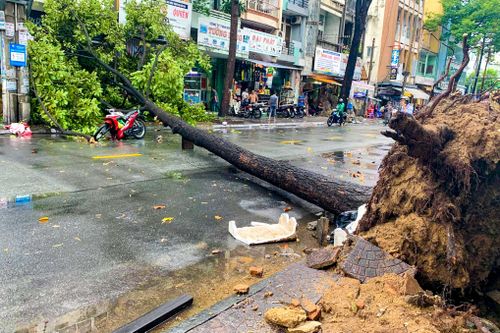 Cây xanh bật gốc đè 2 người ở TP.HCM