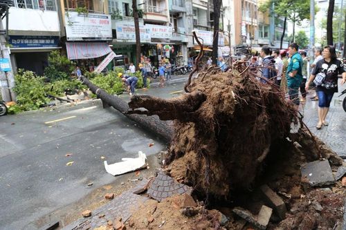 Cây xanh bật gốc khiến 2 người bị thương ở trung tâm TP.HCM