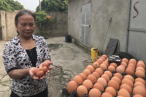 Đa lợi ích nhờ nuôi gà sinh học