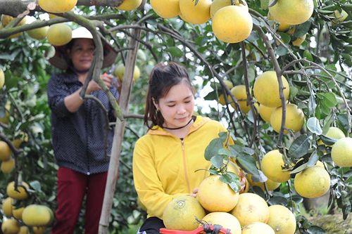 Phát triển bền vững cây ăn quả có múi ở các tỉnh phía bắc