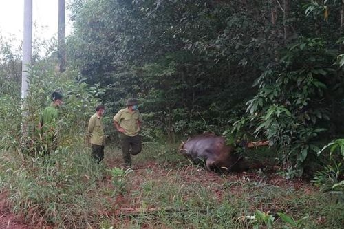 Thêm một cá thể bò tót chết trong khu bảo tồn ở Đồng Nai