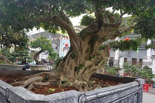 Những 'quái cây' nhìn như củi khô mà giá hàng trăm triệu tới vài tỷ