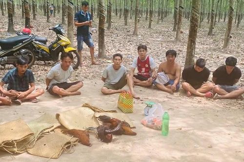 Triệt phá tụ điểm đá gà ăn tiền, tạm giữ 12 đối tượng