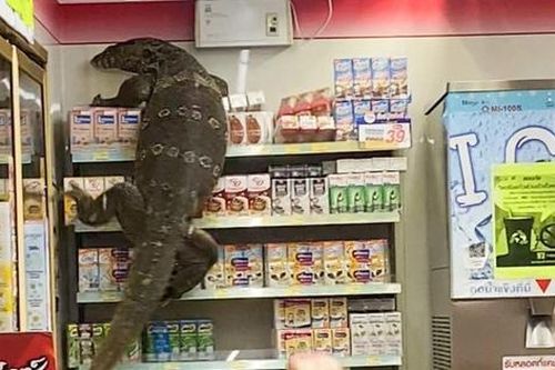 Phiên bản đời thực của đế vương bất tử Godzilla khiến con người khiếp vía