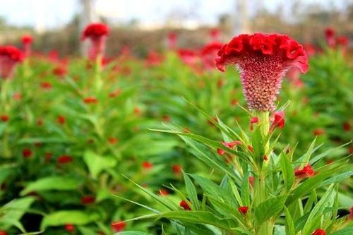 Hạt giống Việt Nam được đưa lên trồng trên vũ trụ