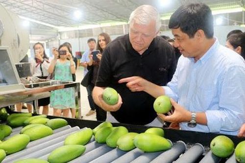 Xoài Việt ra thế giới, xuất khẩu tăng trưởng 16,5% trong quý 1