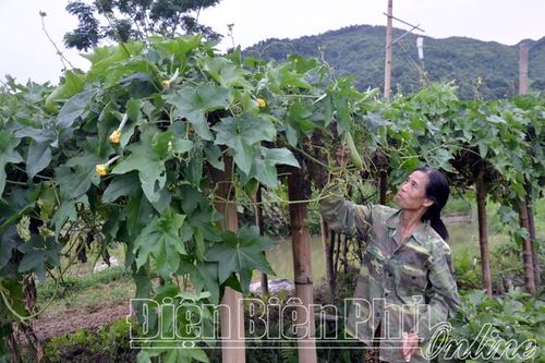 Kinh tế tập thể phát triển chưa bền vững