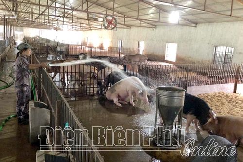 Sản xuất nông nghiệp gắn với bảo vệ môi trường