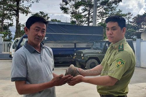 Đà Lạt: Giải cứu cá thể Tê tê trước khi lên bàn nhậu