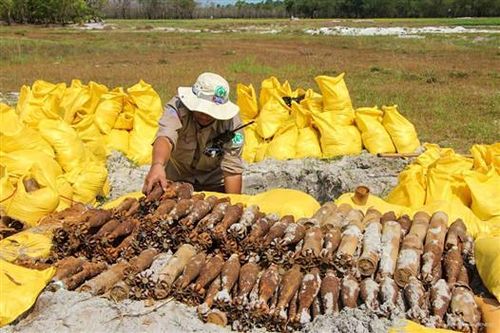 Phá hủy an toàn gần 500 vật liệu nổ được phát hiện trong rừng keo