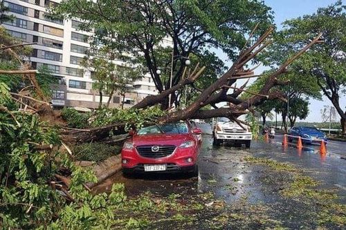 Thành phố Hồ Chí Minh: Mưa lớn, nhiều cây đổ, hai người bị thương