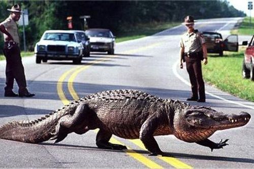 Cá sấu xuất hiện tràn lan ở Florida