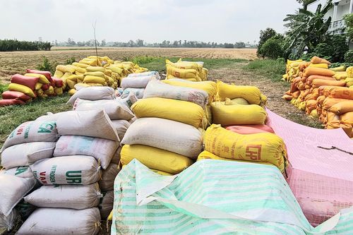 Loạn giá lúa ở miền Tây