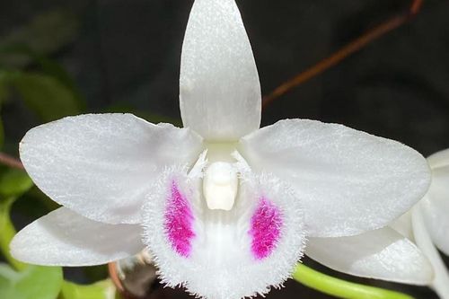 Phòng giáo dục huyện cảnh báo việc giáo viên đi buôn lan đột biến