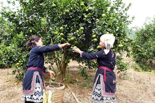 Phát triển bền vững cây ăn quả có múi ở các tỉnh phía bắc (Tiếp theo và hết) (*)