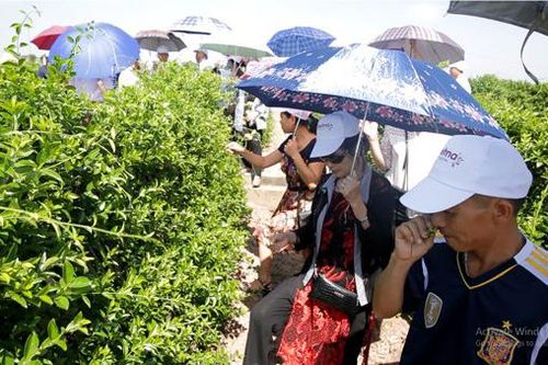 Cẩn trọng với dây thìa canh hỗ trợ điều trị bệnh tiểu đường không rõ nguồn gốc
