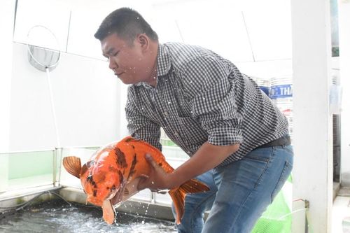 Khát vọng chinh phục cá Koi
