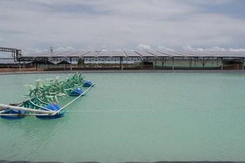 Lợi ích từ việc kết hợp nuôi tôm và sản xuất điện mặt trời