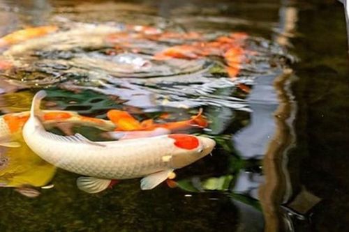 Thú chơi sưu tầm cá Koi tiền tỷ